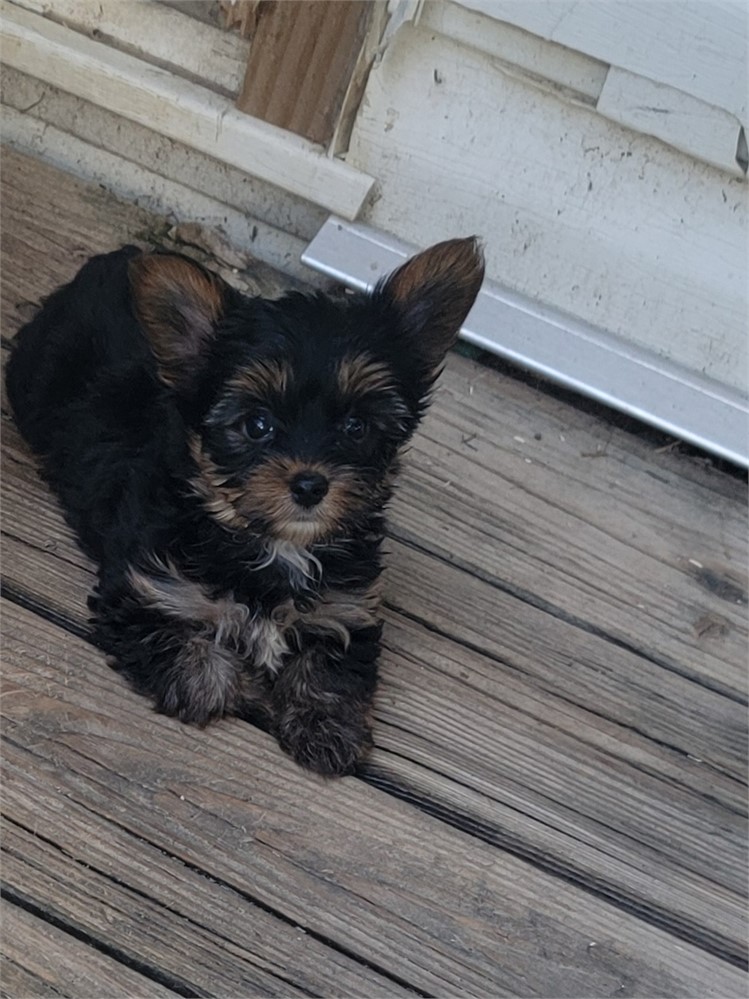 Yorkshire Terrier-Rio-Birthday: 06/03/2026