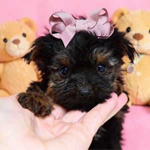 Yorkshire Terrier-Gracie-Birthday: 06/26/2026