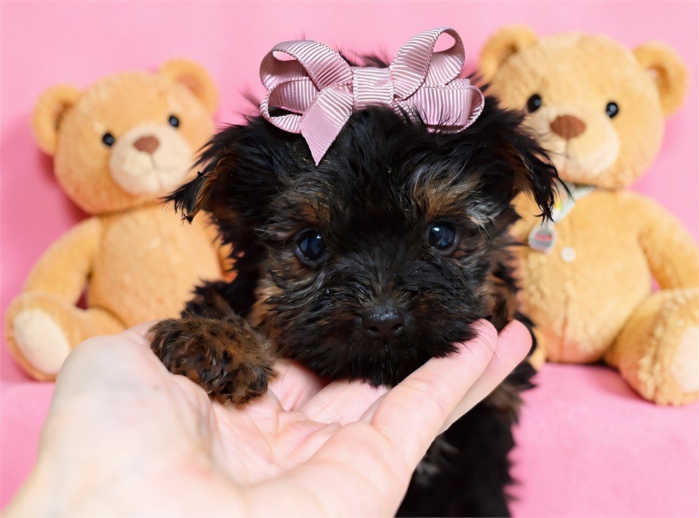 Yorkshire Terrier-Gracie-Birthday: 06/26/2026