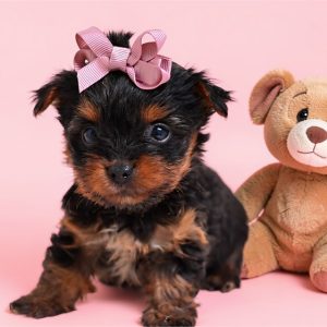 Yorkshire Terrier-Layla-Birthday: 06/26/2026