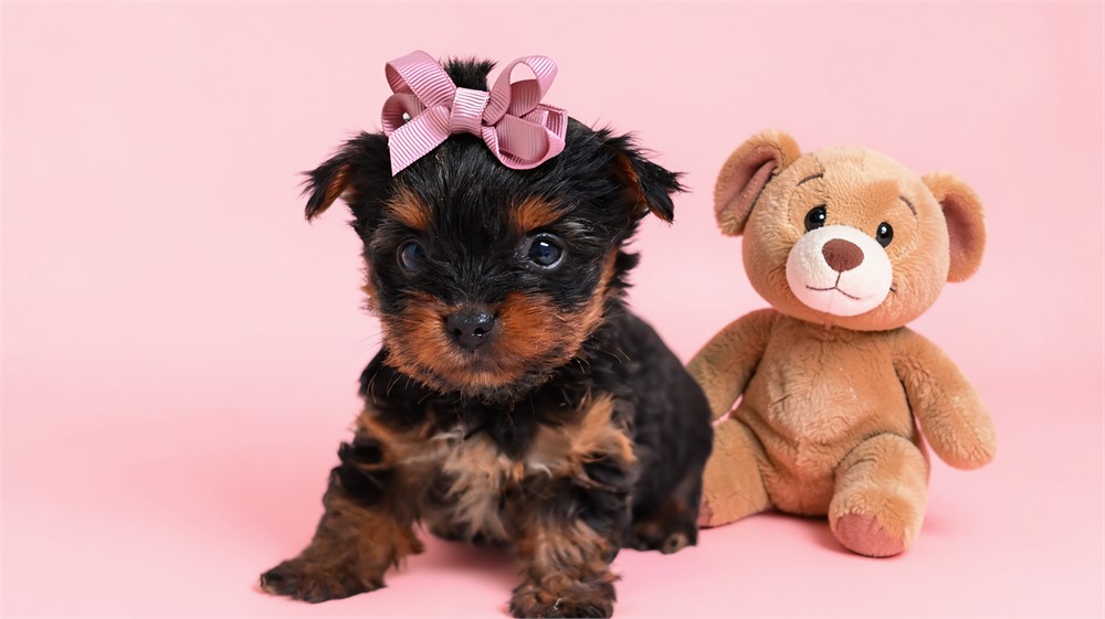 Yorkshire Terrier-Layla-Birthday: 06/26/2026