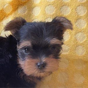 Yorkshire Terrier-Joey-Birthday: 06/20/2026