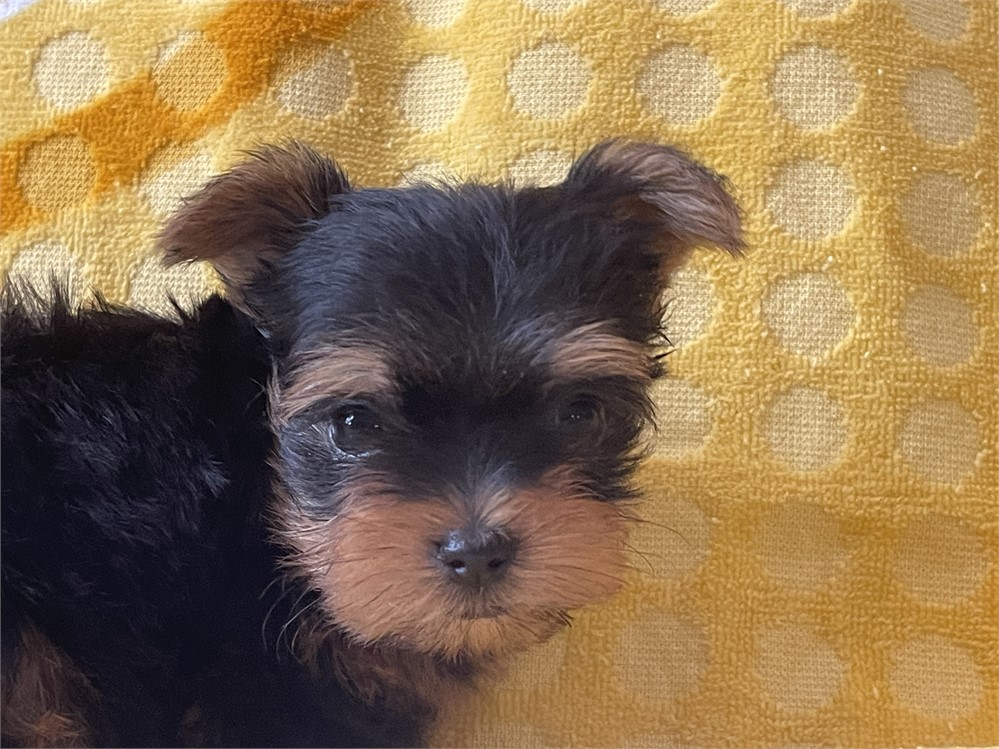 Yorkshire Terrier-Joey-Birthday: 06/20/2026