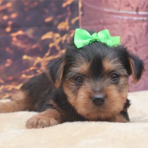Yorkshire Terrier-Pepper-Birthday: 07/18/2026