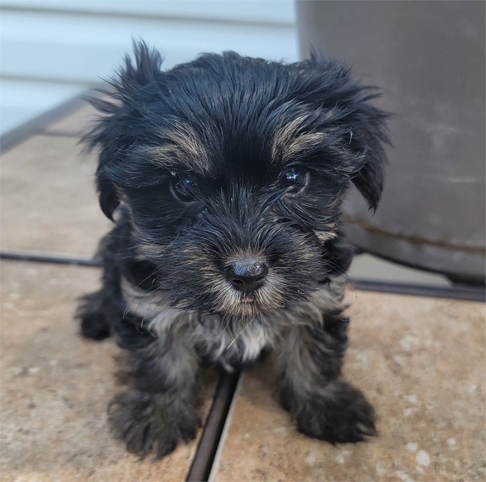 Yorkshire Terrier-Theo-Birthday: 06/03/2026