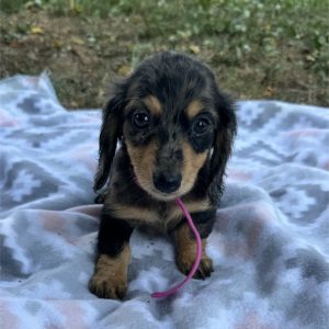 Dachshund-Reese-Birthday: 06/04/2026