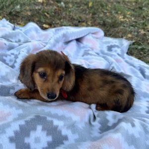 Dachshund-Remi-Birthday: 06/04/2026