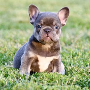 French Bulldog-Nala-Birthday: 07/12/2026