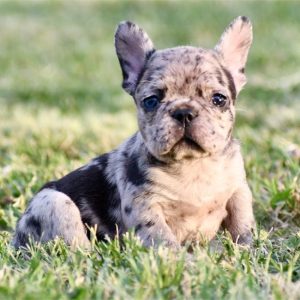 French Bulldog-Jersey-Birthday: 07/05/2026