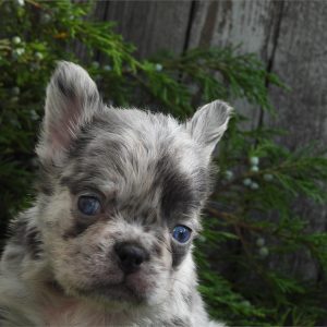French Bulldog-Teddy-Birthday: 06/28/2026
