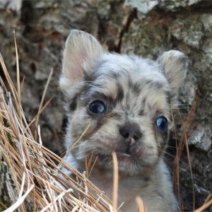 French Bulldog-Mia-Birthday: 06/28/2026