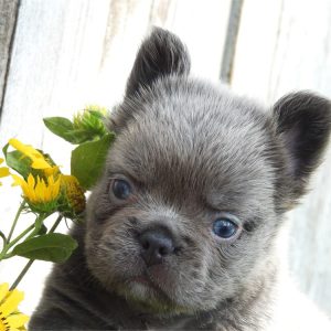 French Bulldog-Yeti-Birthday: 06/28/2026
