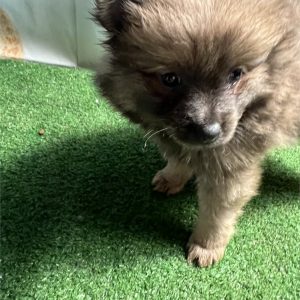 Pomeranian-Gia-Birthday: 06/16/2026