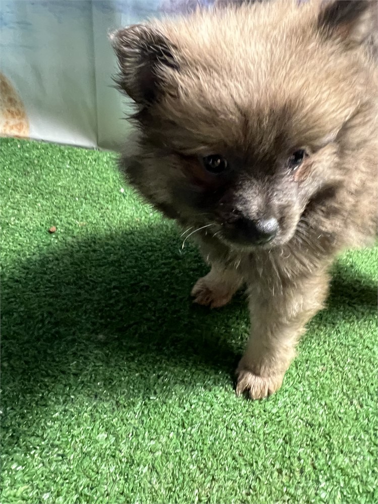 Pomeranian-Gia-Birthday: 06/16/2026