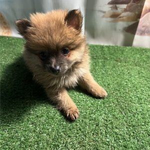 Pomeranian-Sophie-Birthday: 06/16/2026