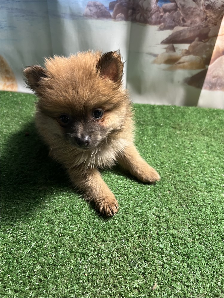 Pomeranian-Sophie-Birthday: 06/16/2026