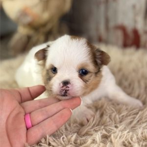Pomeranian-Sienna-Birthday: 08/03/2026