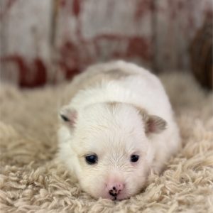 Pomeranian-Scooby-Birthday: 08/03/2026