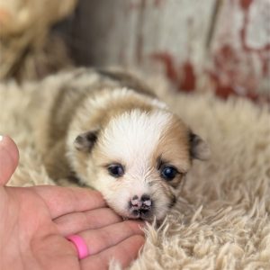 Pomeranian-Scotch-Birthday: 08/03/2026