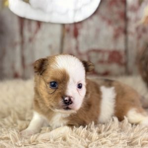 Pomeranian-Shaggy-Birthday: 08/03/2026