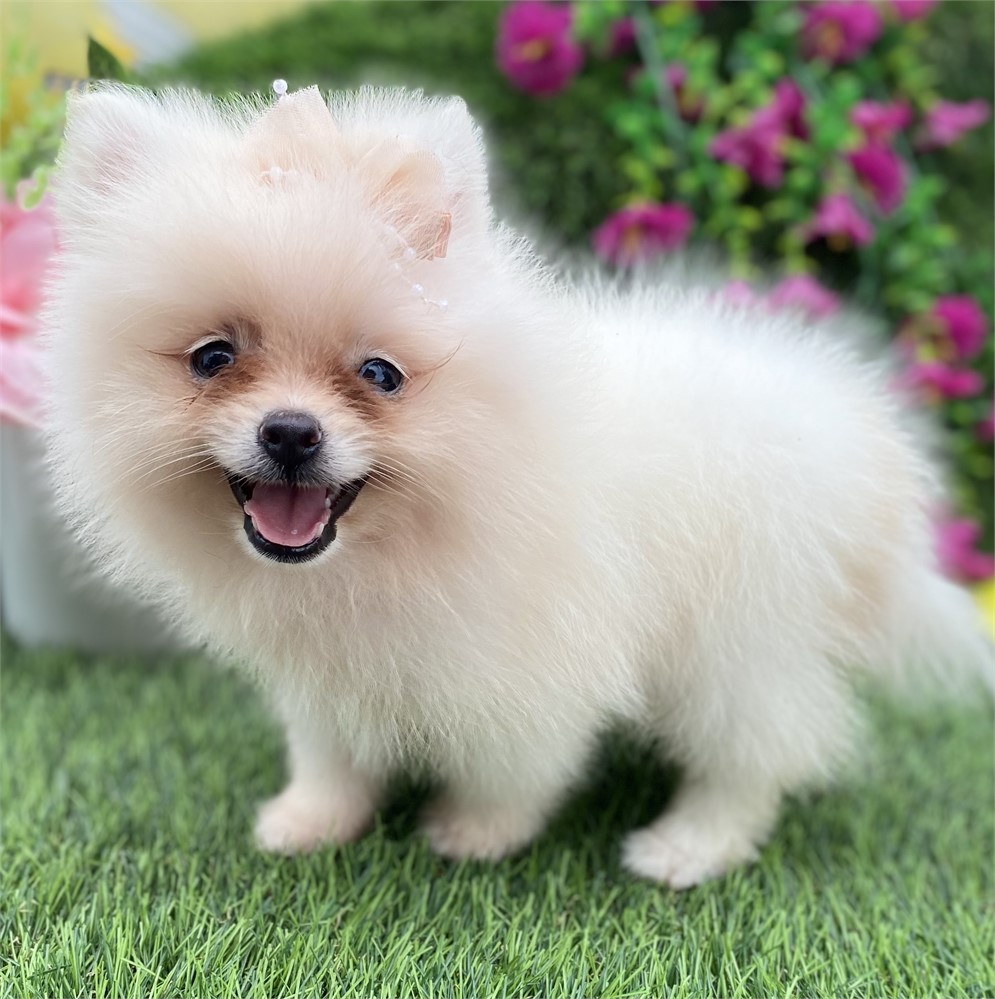 Pomeranian-Dolly-Birthday: 05/27/2026