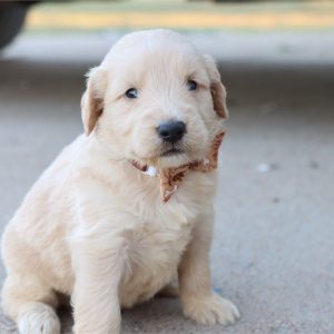 GoldenDoodle-Cody-Birthday: 08/03/2026