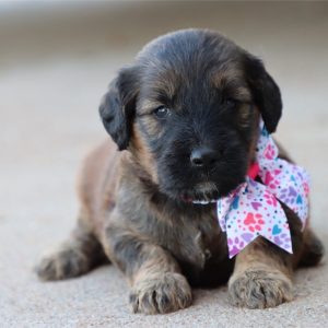GoldenDoodle-Dolly-Birthday: 08/03/2026