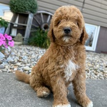 GoldenDoodle-Page-Birthday: 07/12/2026