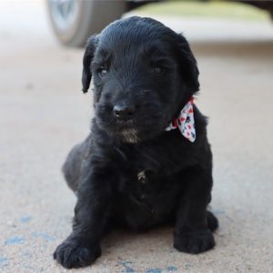 GoldenDoodle-Jack-Birthday: 08/03/2026
