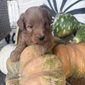 GoldenDoodle-Cooper-Birthday: 08/01/2026