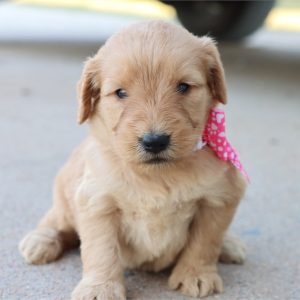 GoldenDoodle-Gabby-Birthday: 08/03/2026