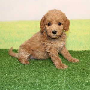GoldenDoodle-Benji-Birthday: 08/11/2026