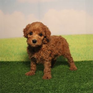 GoldenDoodle-Max-Birthday: 08/11/2026