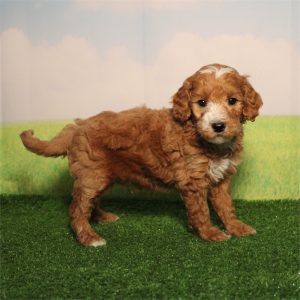 GoldenDoodle-Cliff-Birthday: 08/11/2026