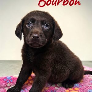 Labrador Retriever-Bourbon-Birthday: 07/25/2026
