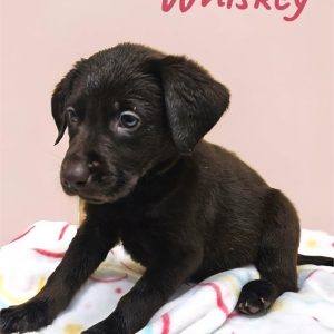 Labrador Retriever-Whiskey-Birthday: 07/25/2026