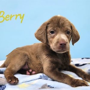 Labrador Retriever-Berry-Birthday: 07/25/2026