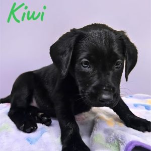 Labrador Retriever-Kiwi-Birthday: 07/25/2026