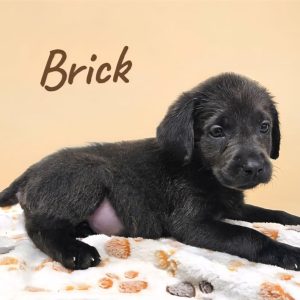 Labrador Retriever-Brick-Birthday: 07/25/2026
