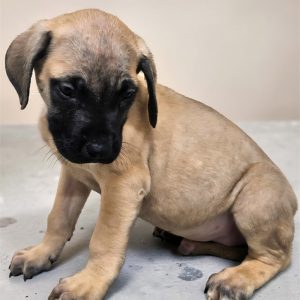 Mastiff-Ernest-Birthday: 07/22/2026