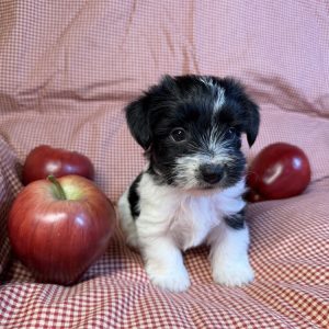 Morkie-Peanut-Birthday: 07/26/2026