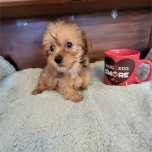 Morkie-Pearl-Birthday: 07/10/2026