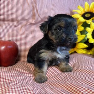 Morkie-Honey-Birthday: 07/26/2026