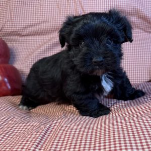 Morkie-Ace-Birthday: 07/26/2026