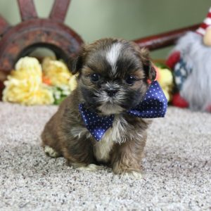 Shih Tzu-Tobi-Birthday: 07/15/2026