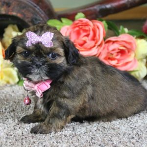 Shih Tzu-Ellie-Birthday: 07/15/2026