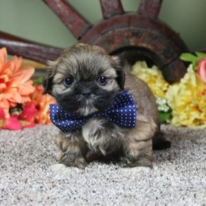 Shih Tzu-Vex-Birthday: 07/15/2026