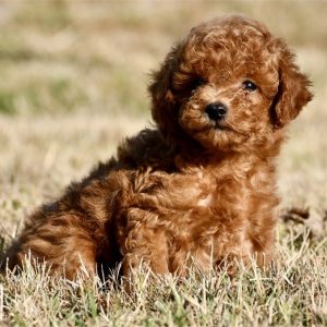 Toy Poodle-Ford-Birthday: 08/02/2026