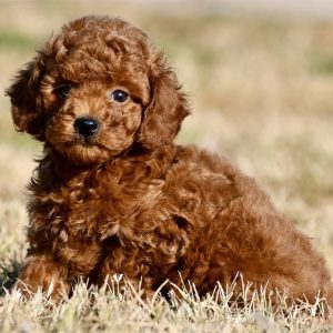 Toy Poodle-Koda-Birthday: 08/02/2026