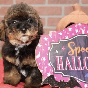 YorkiePoo-Maggy-Birthday: 06/29/2026